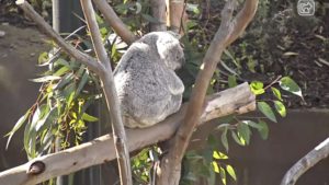 Safeer at Home San Diego Zoo Koala